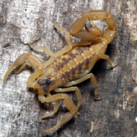 Scorpion Centruroides-vittatus-dorsal
